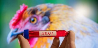 Aviaria, spunta un nuovo ceppo mai visto sull’uomo: il primo decesso fa tremare gli esperti Influenza aviaria