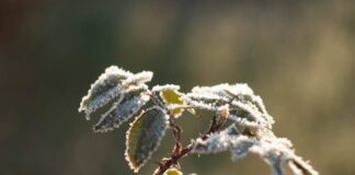 Questi giardini italiani sono mozzafiato soprattutto d’inverno: non farteli sfuggire viaggi inverno italia