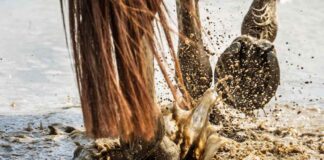 Suggestione lirica e impressione emozionale negli scorci fotografici di Siniša Strčić sokol