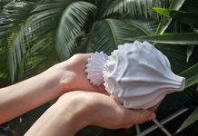 Al via all’Orto Botanico dell’Università di Palermo “Celibi. Storia di una migrazione botanica” dell’artista Donata Lazzarini