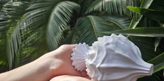 Al via all’Orto Botanico dell’Università di Palermo “Celibi. Storia di una migrazione botanica” dell’artista Donata Lazzarini