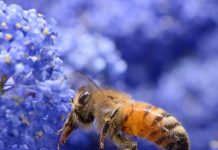 Cirone (FAI): “Una giornata dedicata agli apicoltori, custodi della biodiversità e del futuro sostenibile”