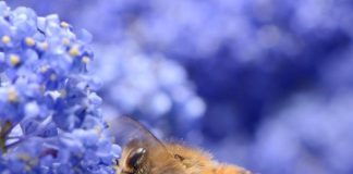Cirone (FAI): “Una giornata dedicata agli apicoltori, custodi della biodiversità e del futuro sostenibile”
