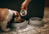I 10 trend che cambieranno l’alimentazione di cani e gatti cane cibo