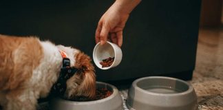 I 10 trend che cambieranno l’alimentazione di cani e gatti cane cibo