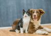 Pet travel mania: Italia nella top 10 e i consigli dei veterinari gatto e cane