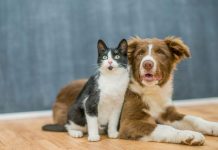 Pet travel mania: Italia nella top 10 e i consigli dei veterinari gatto e cane