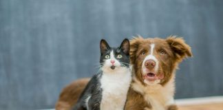 Pet travel mania: Italia nella top 10 e i consigli dei veterinari gatto e cane
