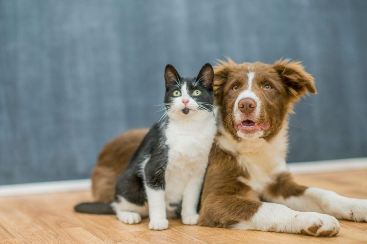 gatto e cane