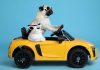 Viaggi pet-friendly, l’Italia nella Top 10 mondiale viaggio cane gatto