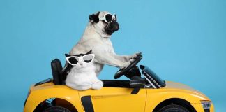 Viaggi pet-friendly, l’Italia nella Top 10 mondiale viaggio cane gatto