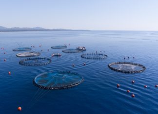 Maricoltura, Api: “Per la tenuta della filiera servono investimenti, spazi marini adeguati e sostegno nella fase di transizione”