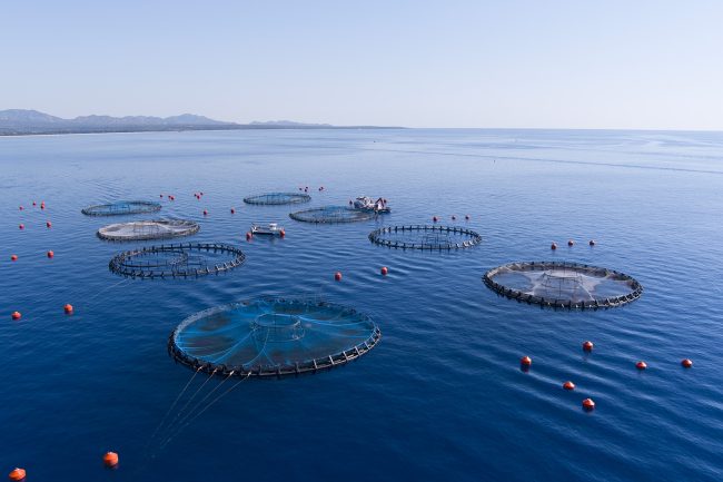 maricoltura api per la tenuta della filiera servono investimenti spazi marini adeguati e sostegno nella fase di transizione da Lopinionista.it maricoltura api per la tenuta della filiera servono investimenti spazi marini adeguati e sostegno nella fase di transizione