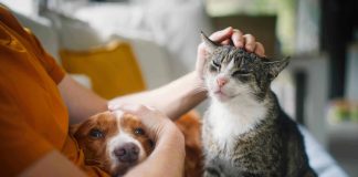 Fenomeno “Pet Parenting”, il 55% dei giovani sceglie cani e gatti al posto dei bambini