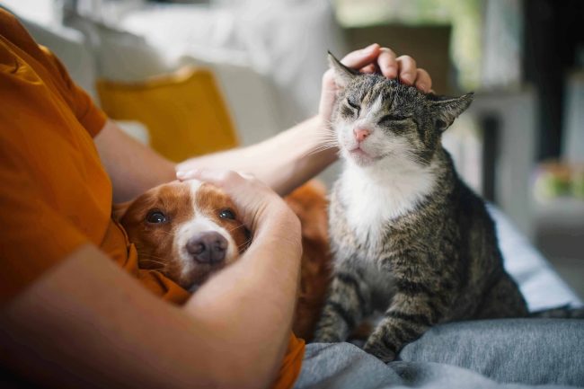 fenomeno pet parenting il 55 dei giovani sceglie cani e gatti al posto dei bambini da Lopinionista.it fenomeno pet parenting il 55 dei giovani sceglie cani e gatti al posto dei bambini