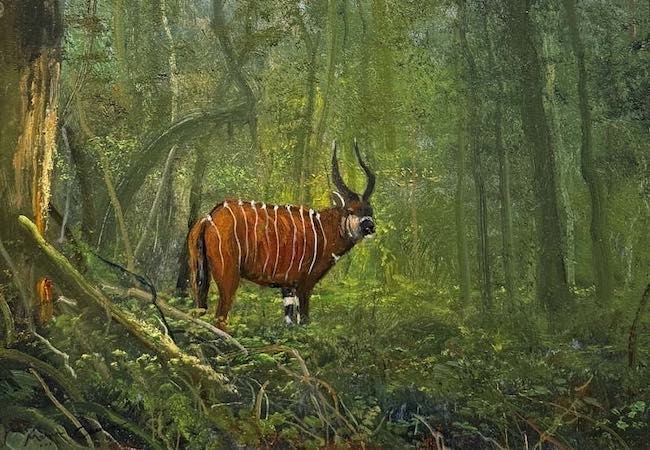 bongo