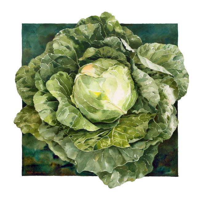 cabbage