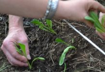 Ultimi giorni per candidarsi al bando nazionale “Coltiviamo Agricoltura Sociale”