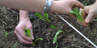 Ultimi giorni per candidarsi al bando nazionale “Coltiviamo Agricoltura Sociale”
