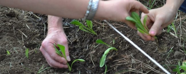 ultimi giorni per candidarsi al bando nazionale coltiviamo agricoltura sociale da Lopinionista.it ultimi giorni per candidarsi al bando nazionale coltiviamo agricoltura sociale